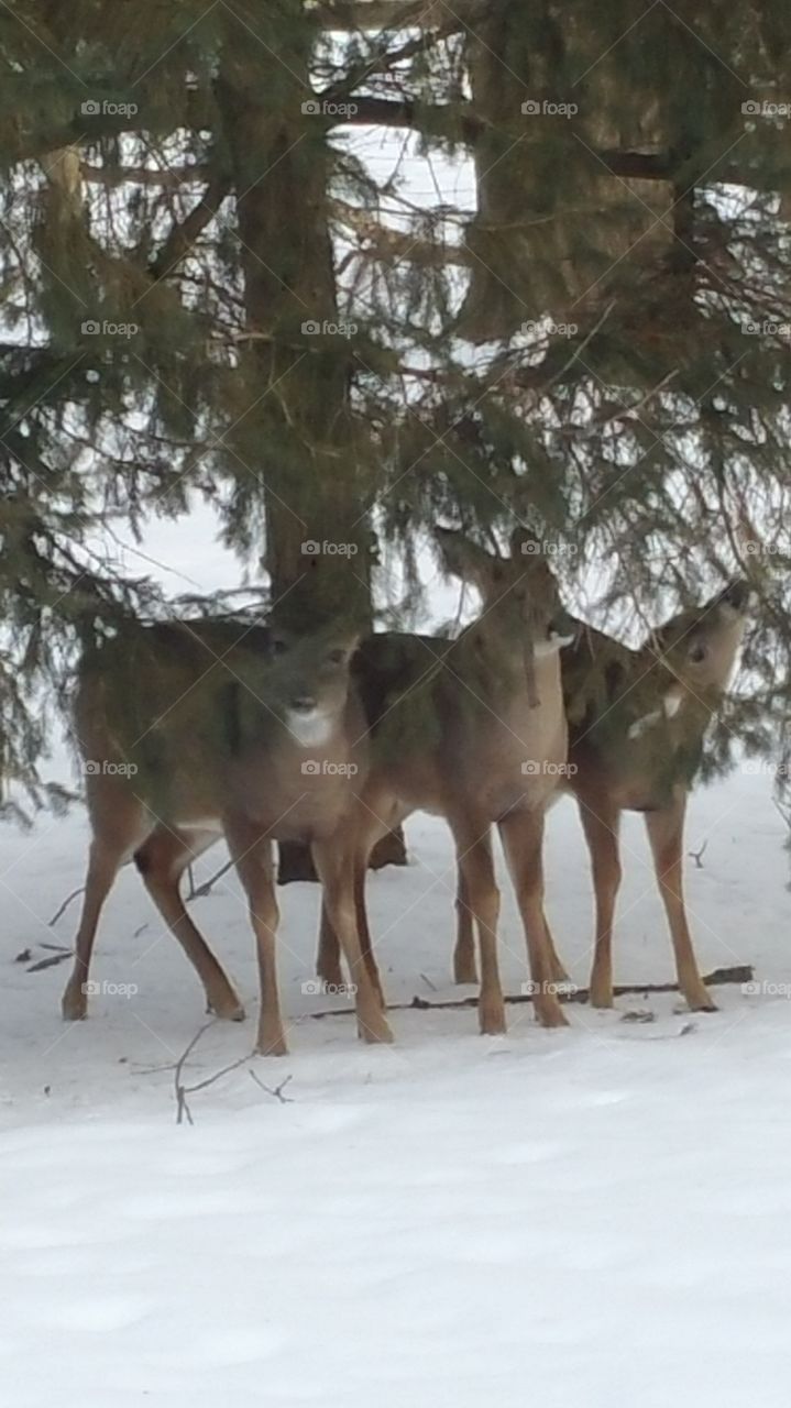 3 deers