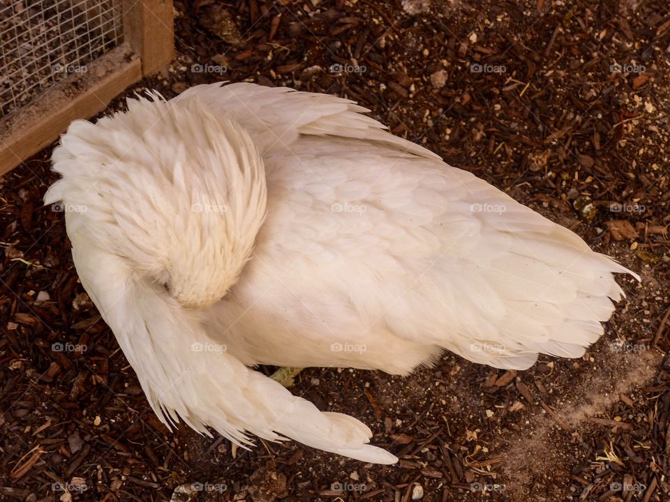 Easter Egger hen cleaning herself