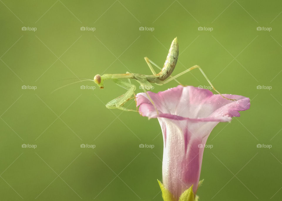 Flower Mantis