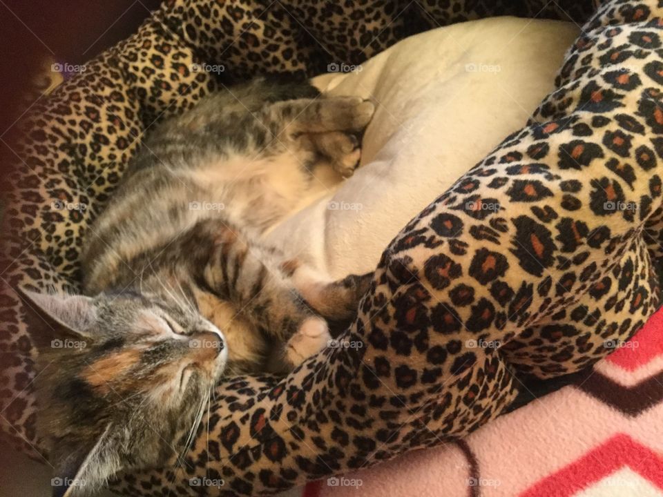 Sleeping kitty cat little Pepper 