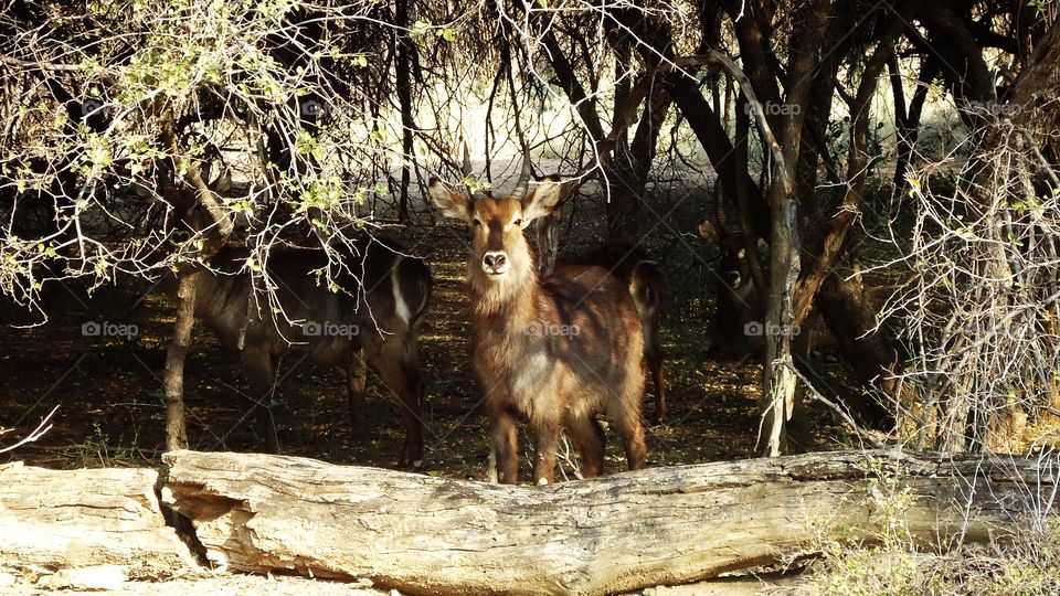 Waterbuck staring at me