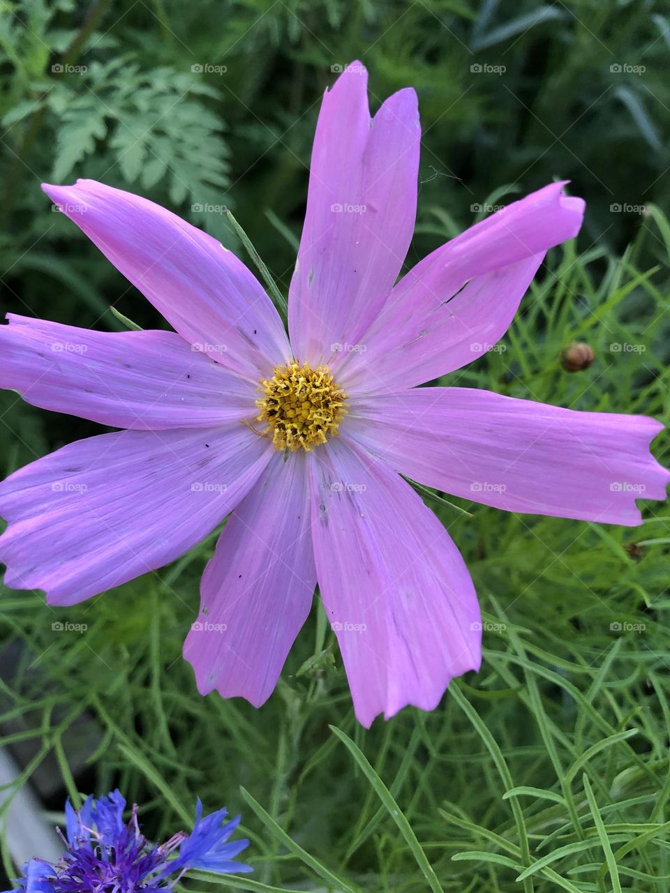 Purple flower 