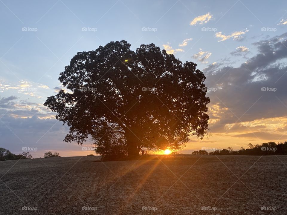 Sunrise tree