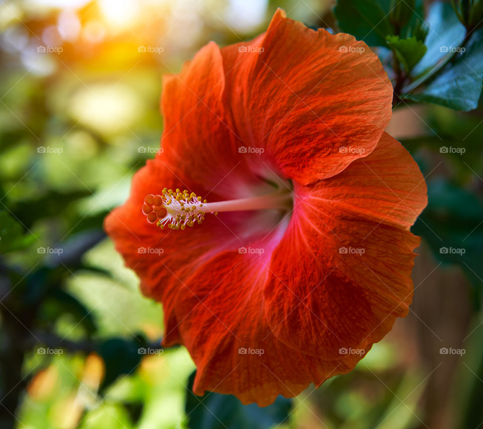 The flower red hibiscus 