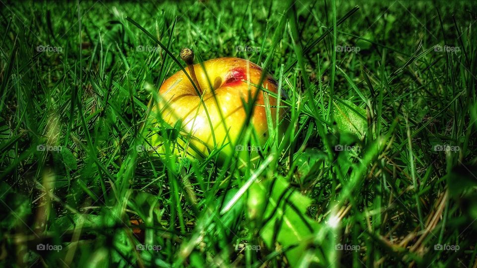 Close-up of apple in grass