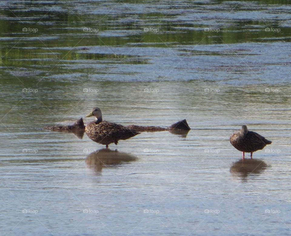 malted ducks