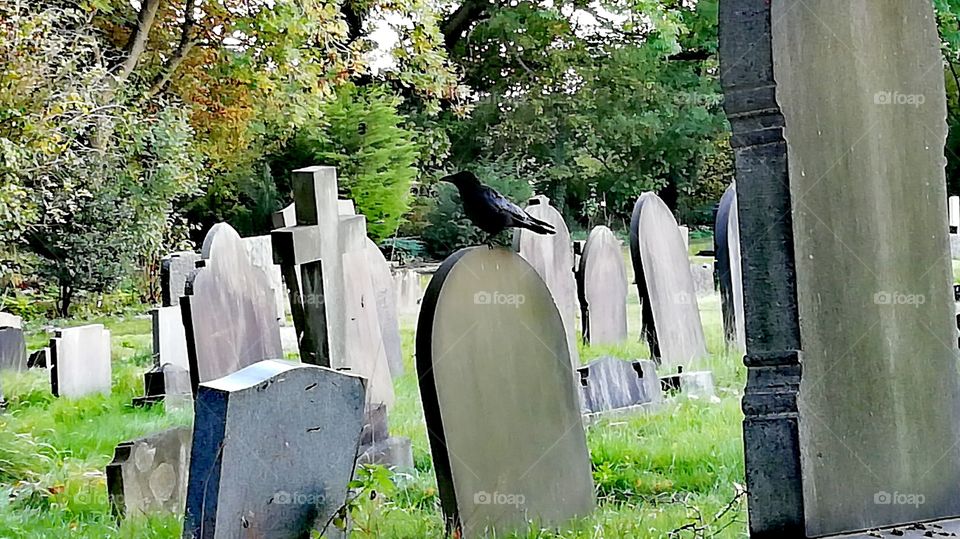 Crow in a grave yard
