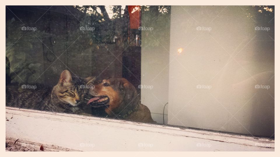 Kitten and Dog in a Window