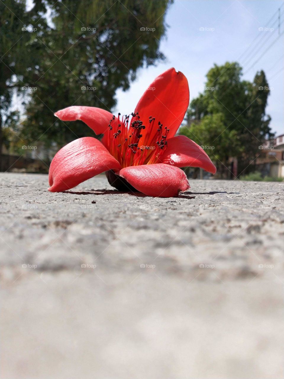 This beautiful red flower shinning brightly even after separating from the tree.🤩📸