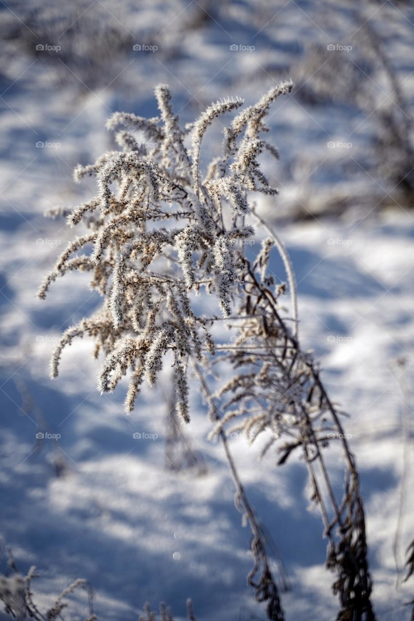 plant in frost