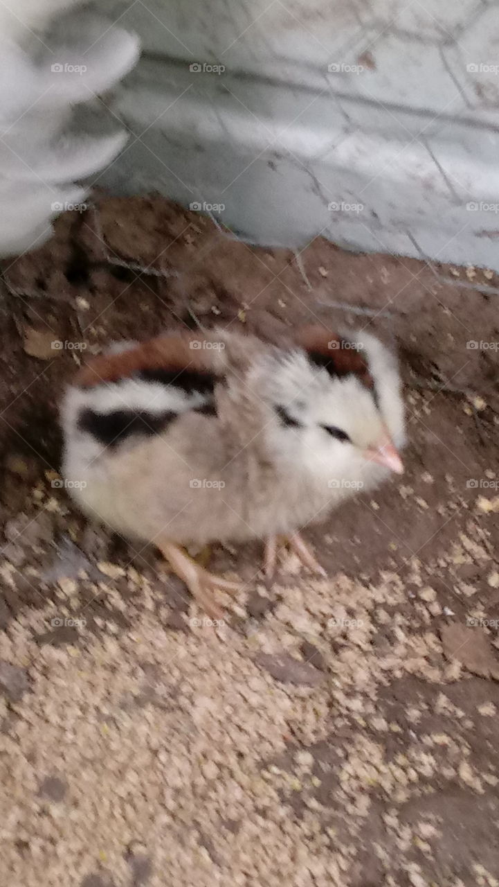 chick