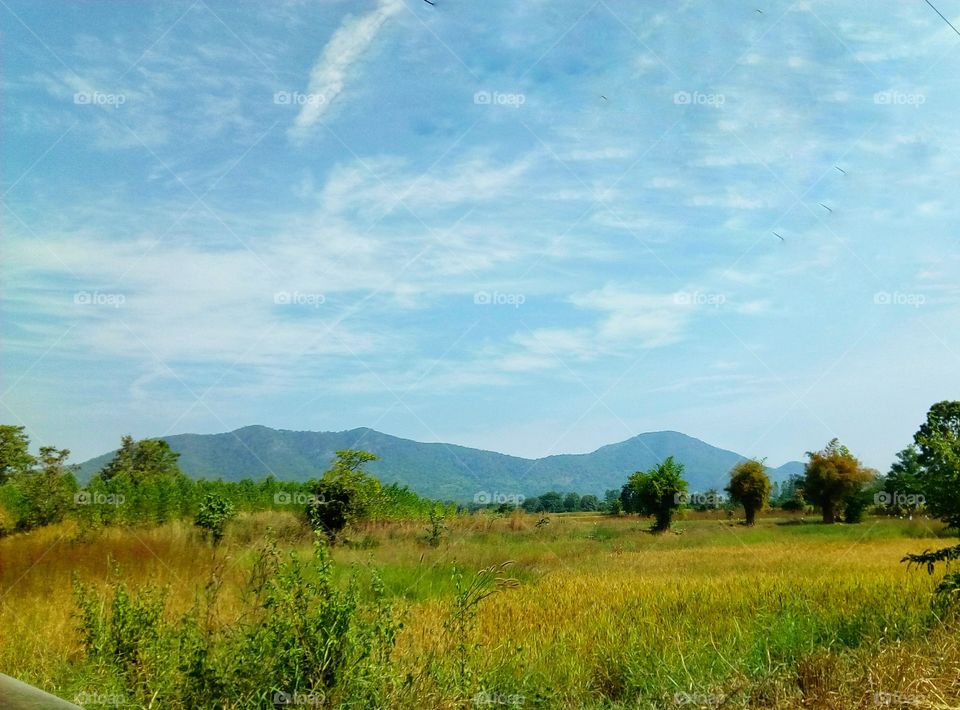 Rice fields, mountains