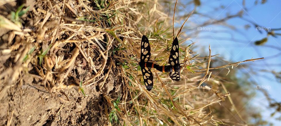 matting rituals of the "Nine-spotted moth"
