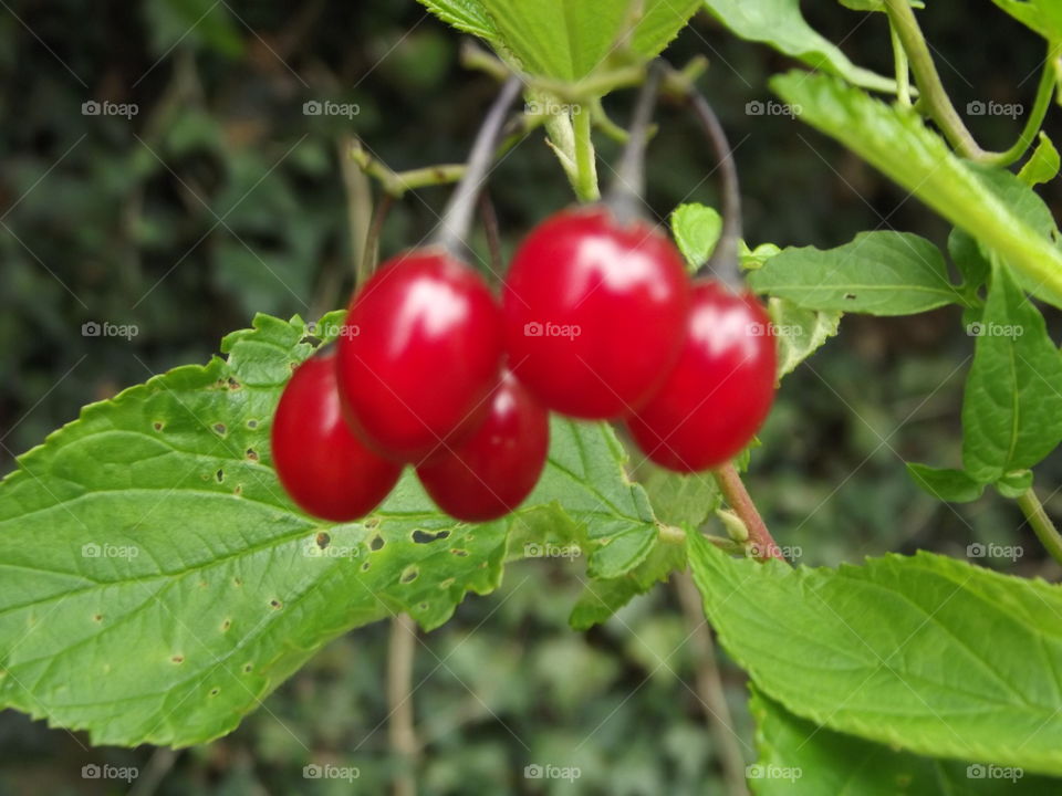 Red Berries