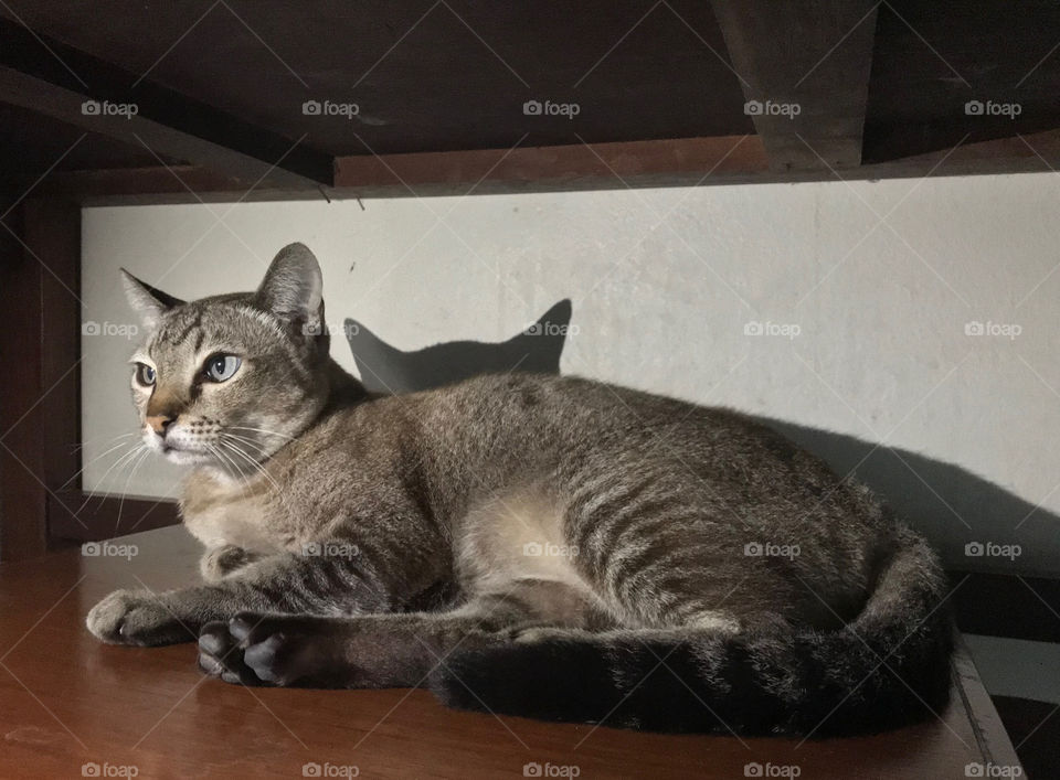 Looked up kike a star on screen, homeless cat in Bangkok Thailand