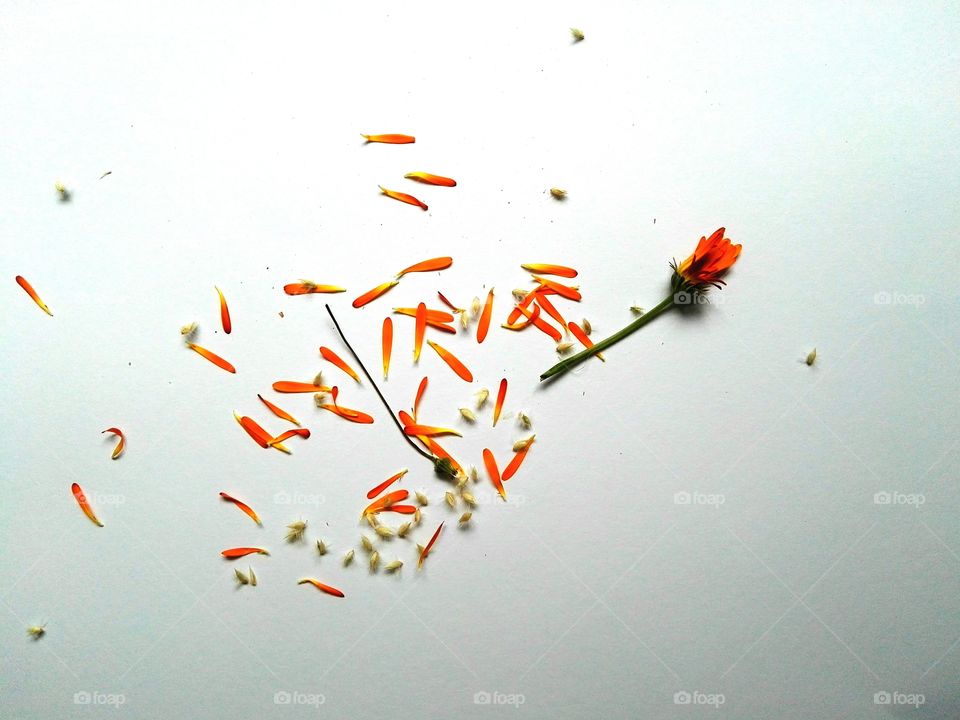 Flower on white background