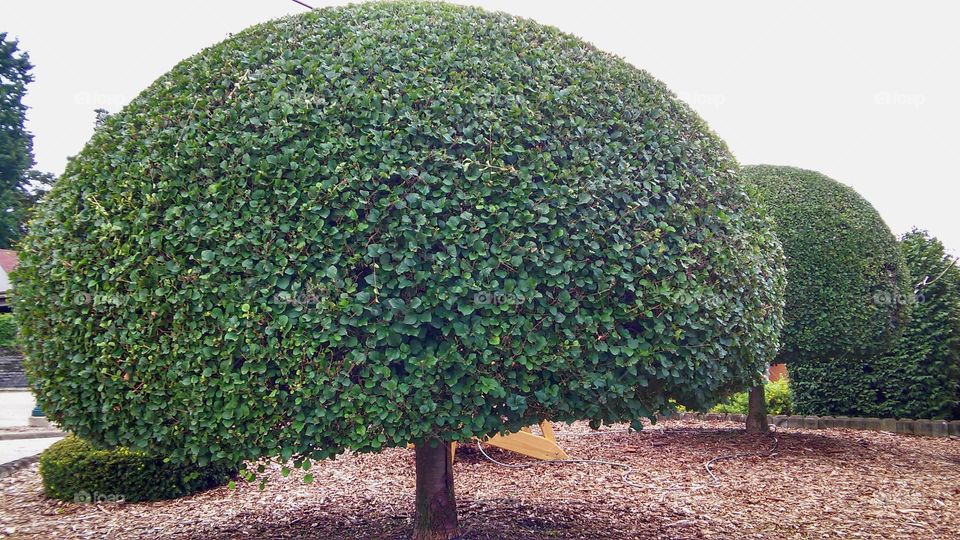 The perfect shaped tree