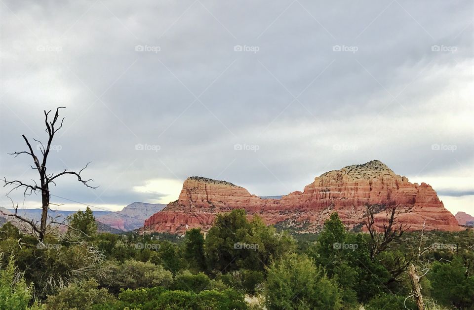 Tree and Red Rock