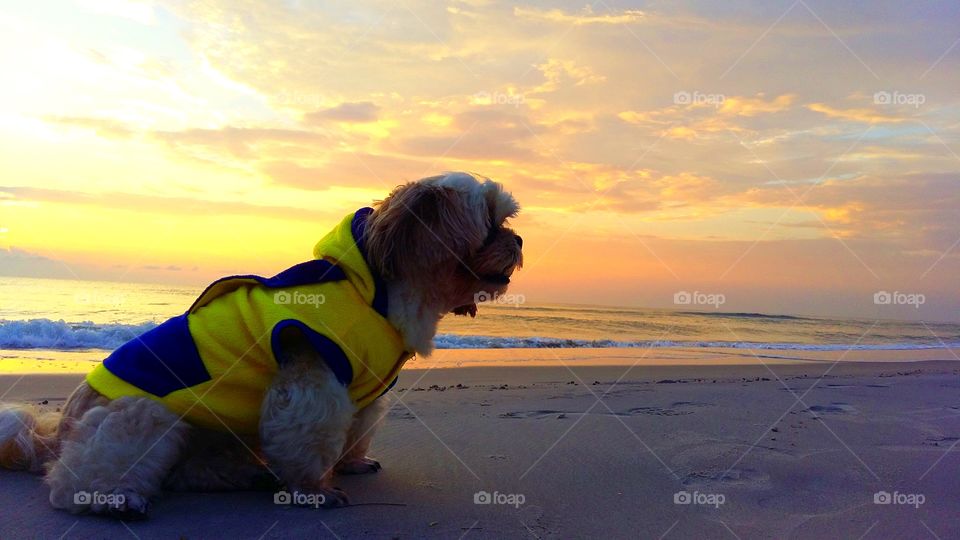 Dog,sea,sky