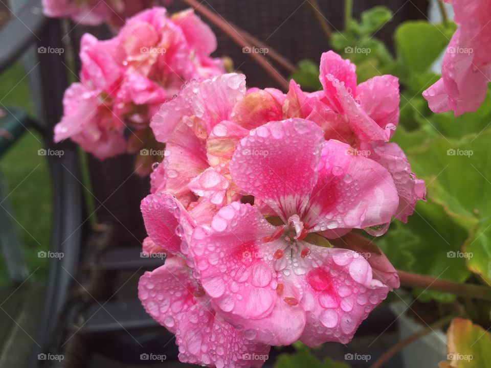 Pretty pink geranium s in the rain