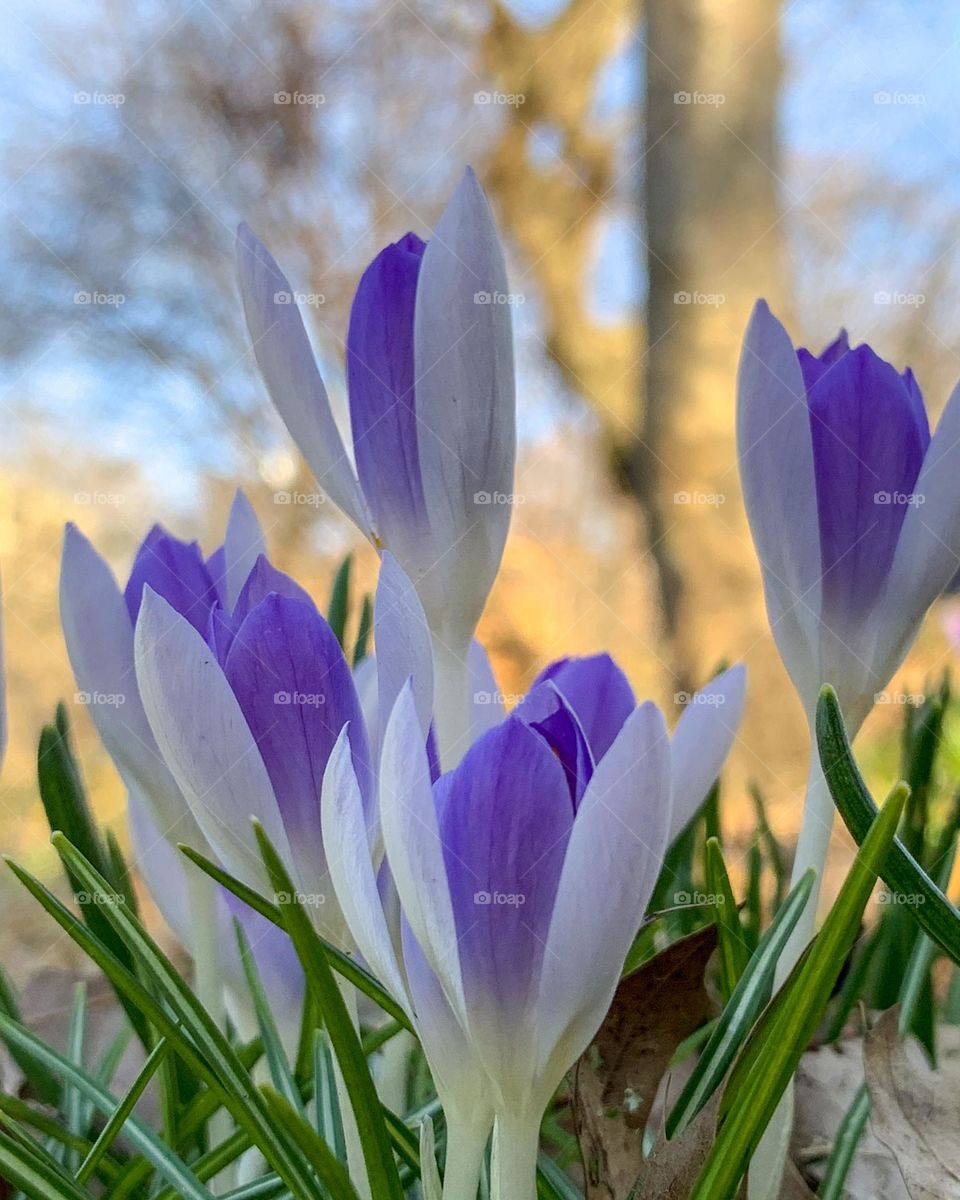 Beautiful flower blossoms of woodland crocus