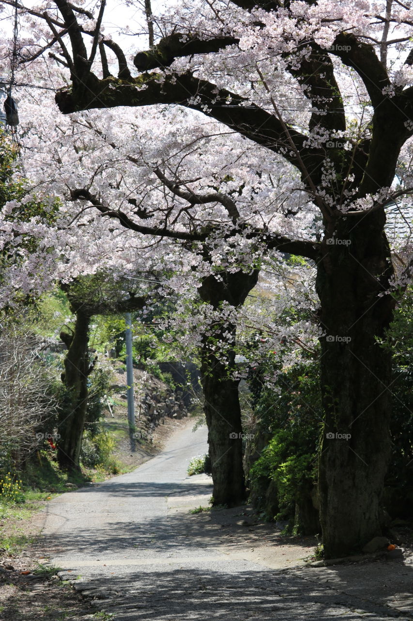 桜の老木     Old  cherry tree