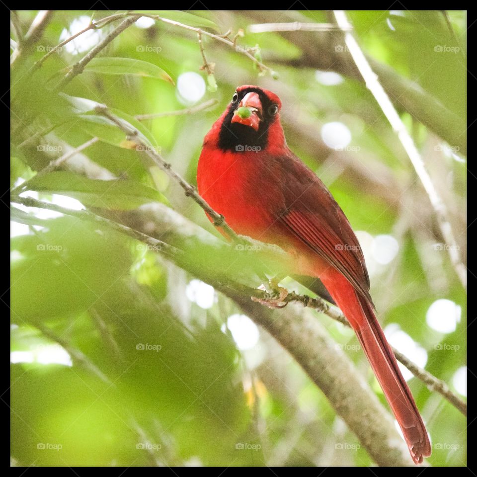 Cardinal