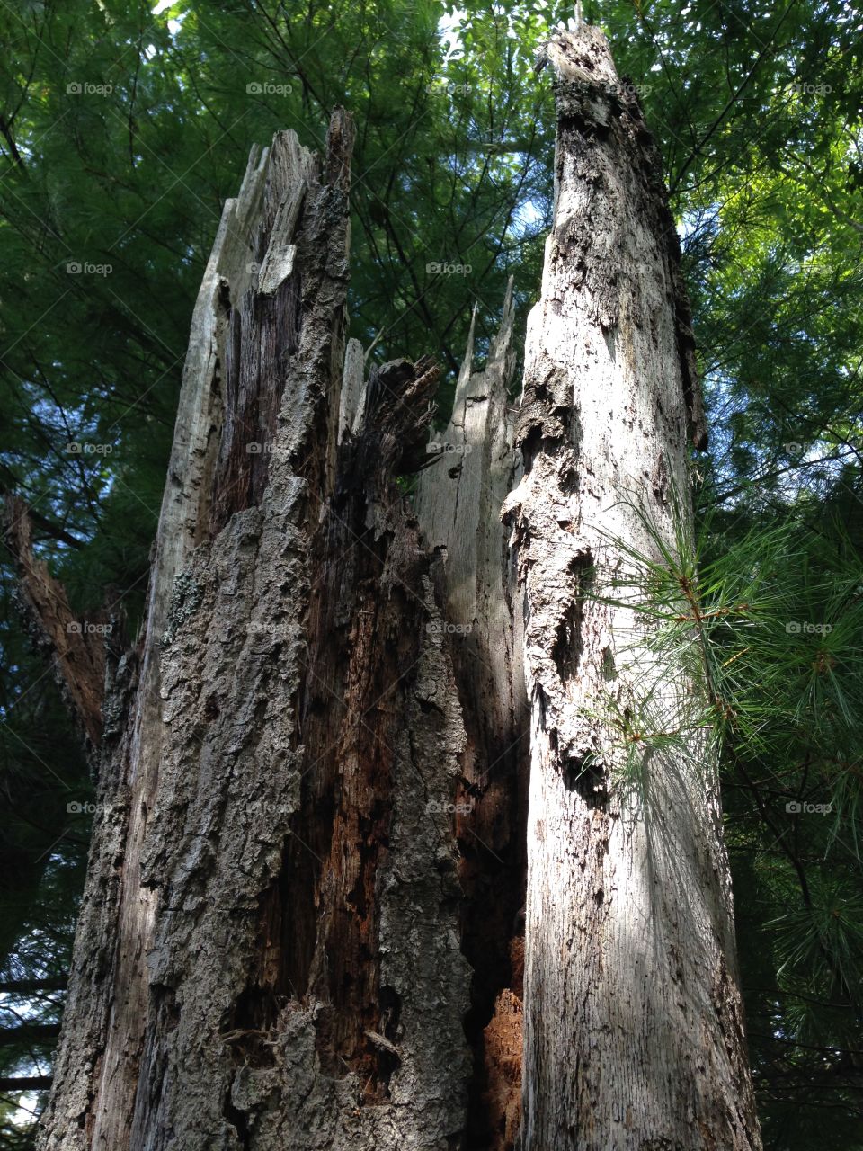 Old plant bark in forest