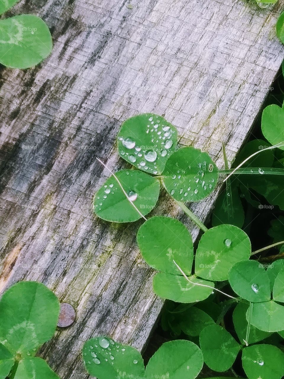 water on clover