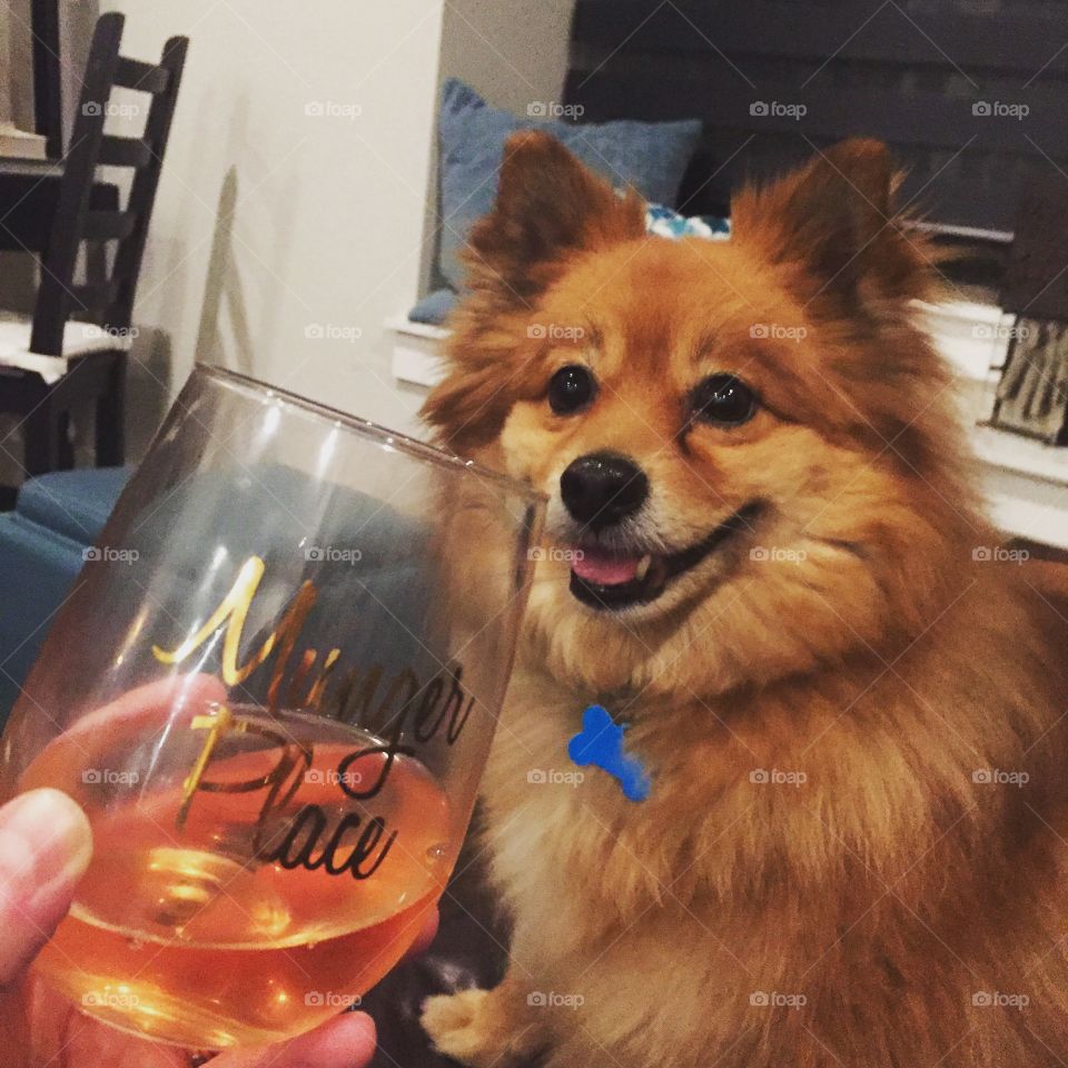 Cheers a toast with a festive rose wine to a fluffy orange German Spitz dog 