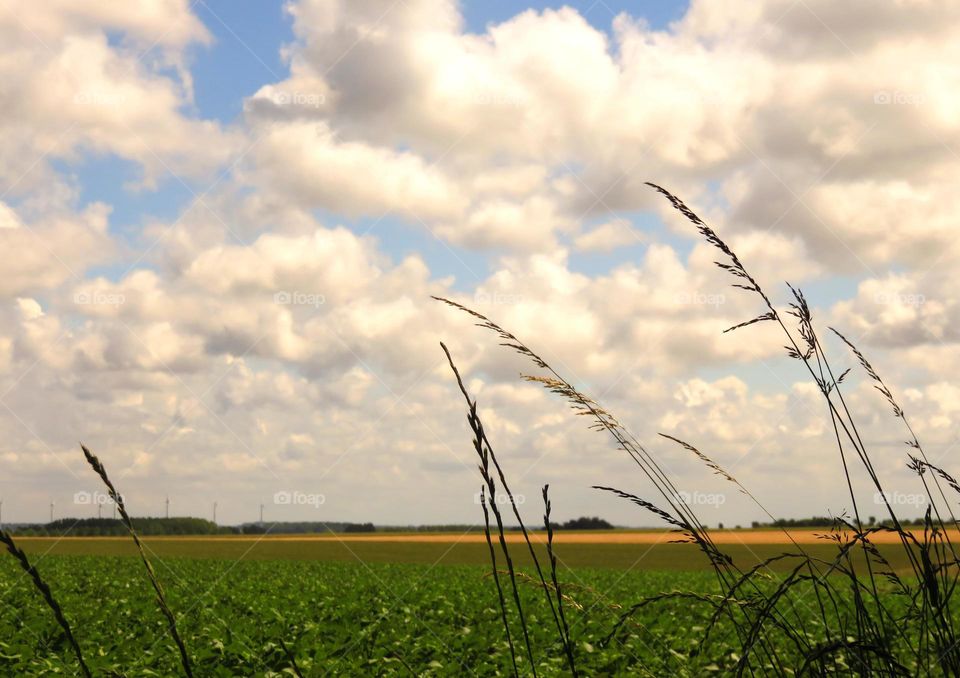 grass in sky