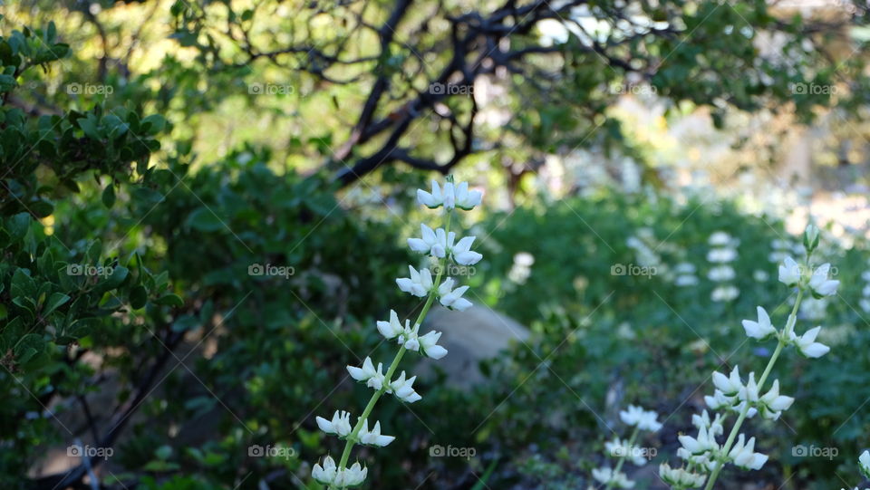 Lupines blooming