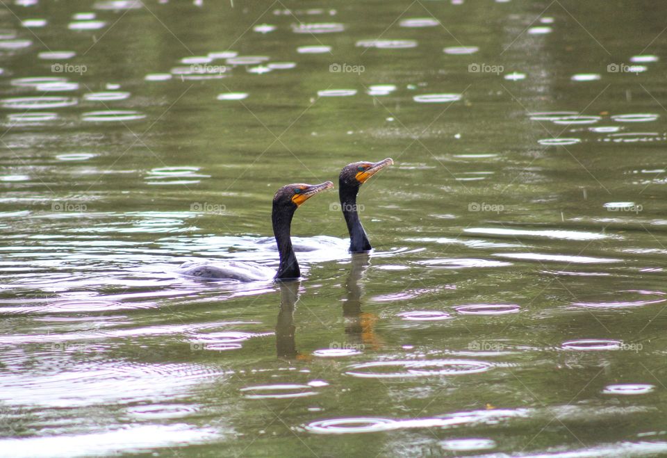 two black cormorant