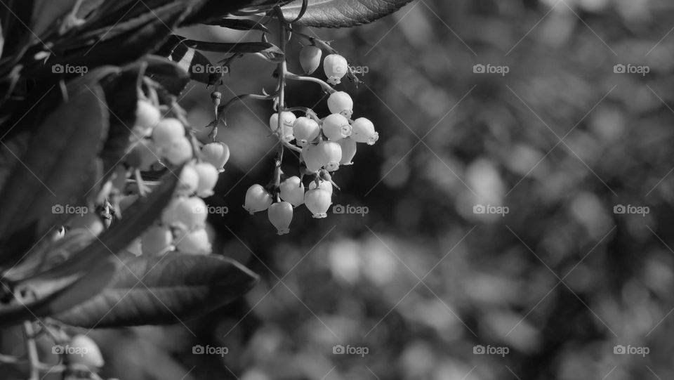 Flowers hanging from a heather plant.