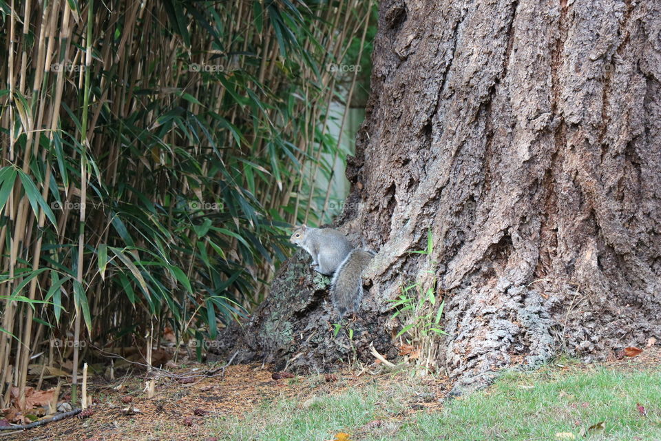 Squirrel on a tree trunk