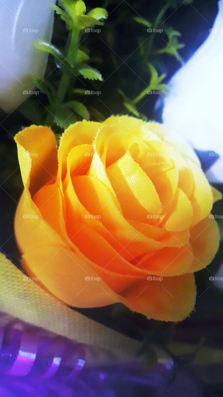 yellow rose