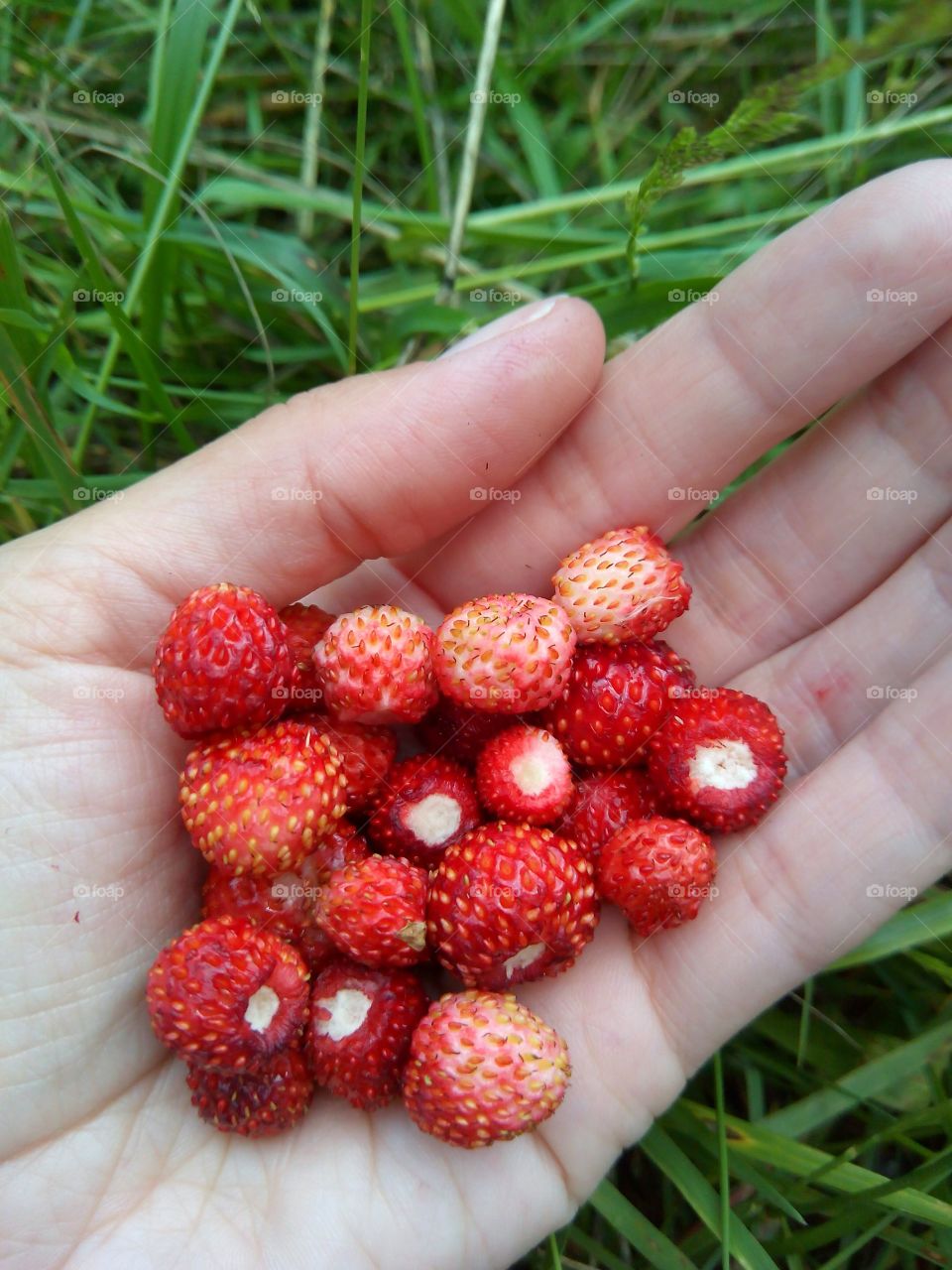 Red wild strawberries in hand