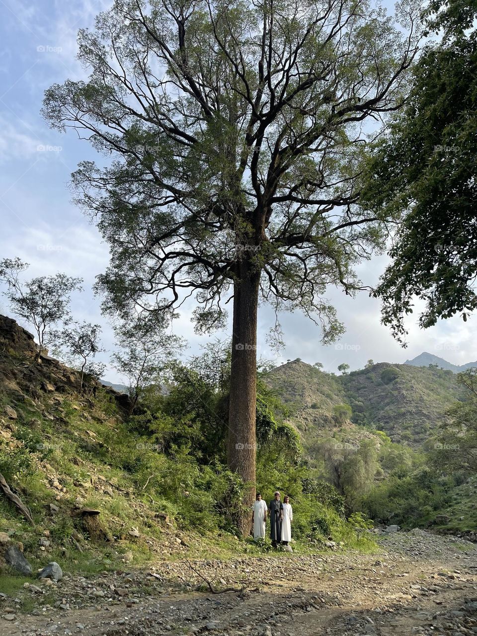 The giant tree