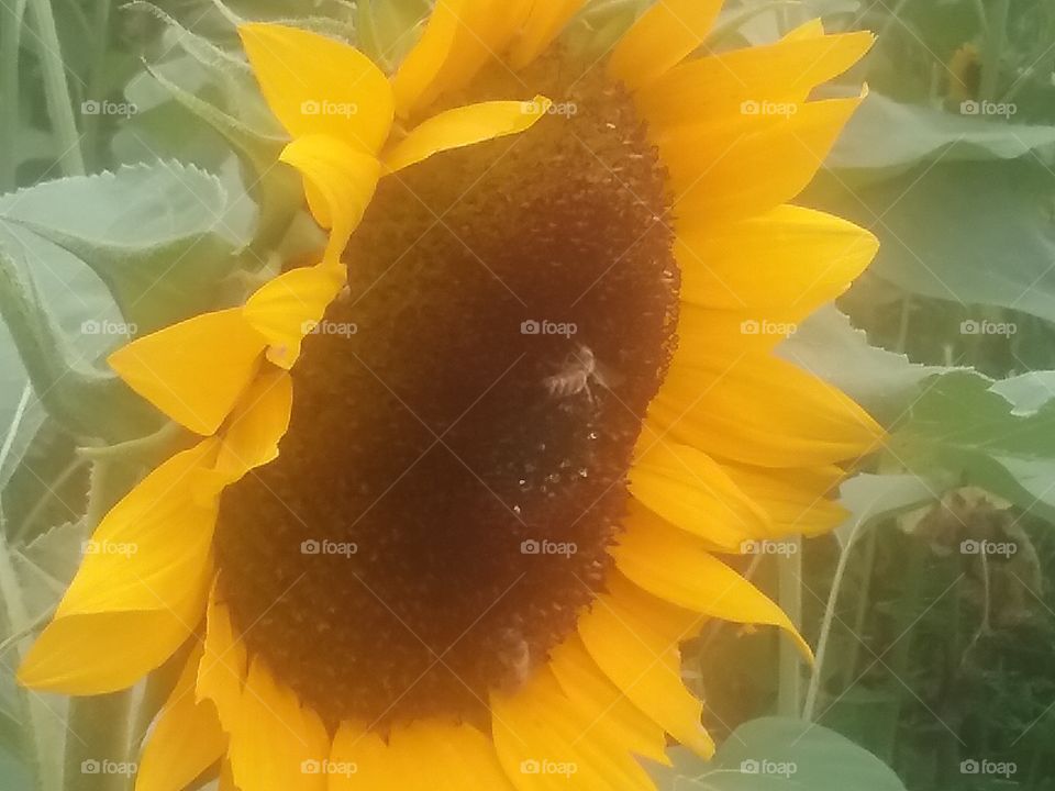 Close up shot of a sunflower.