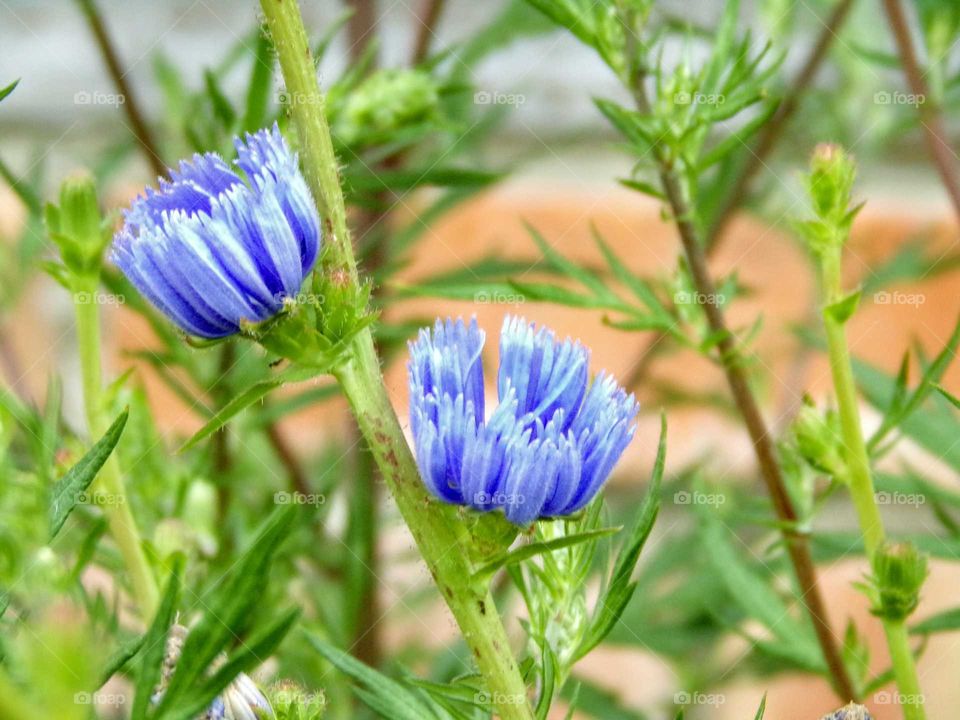 Kornblumenaster im Garten