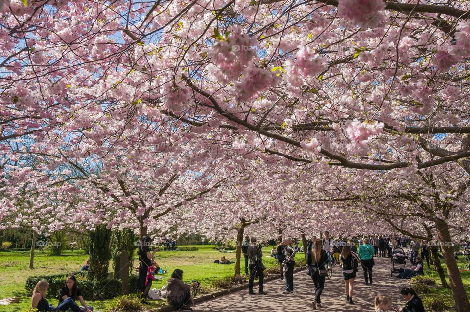 Pink park