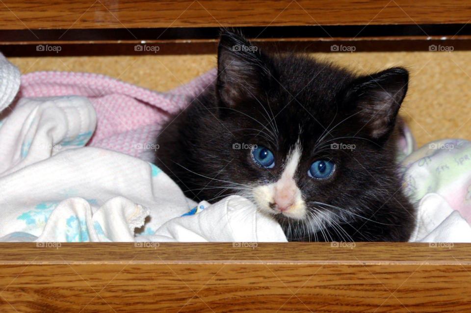 Close up view of cat