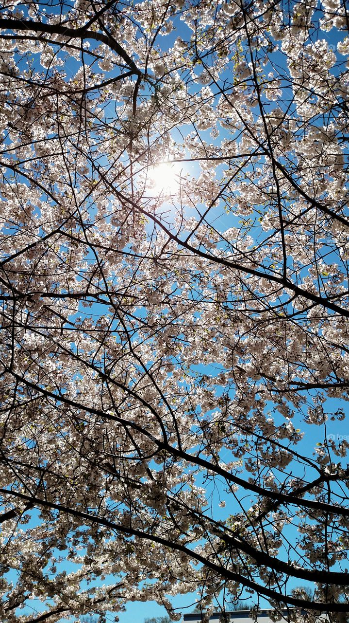 Cherry blossoms are in full bloom!!