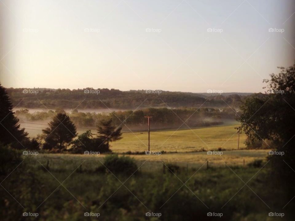 Foggy meadow