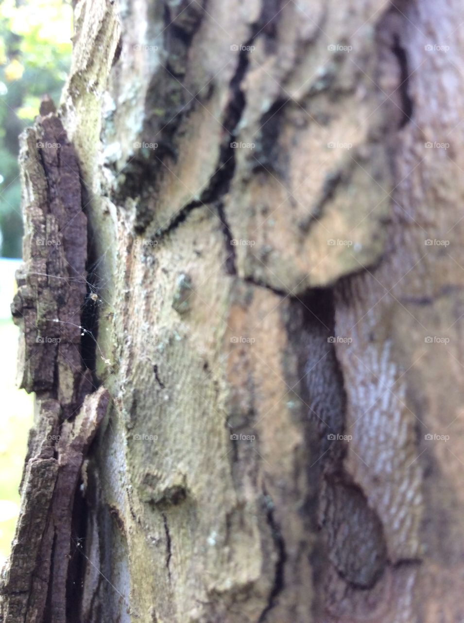 Bark of sycamore tree