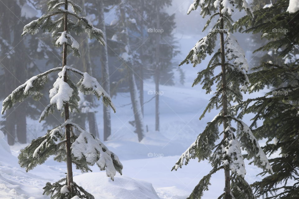 Forest on the mountain covered with snow 