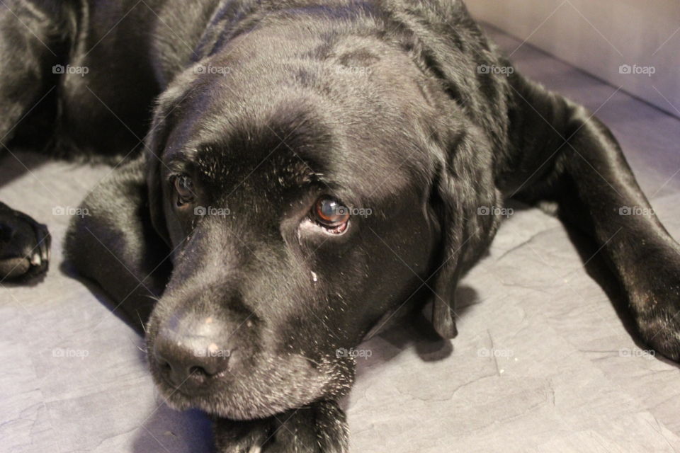 Dog on the floor. My dearly departed labrador, named Hamlet
2004/30/01-2015/07/30
Forever loved, forever missed