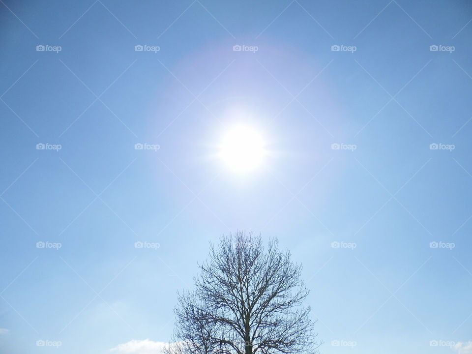 sunlight with tree and sky light