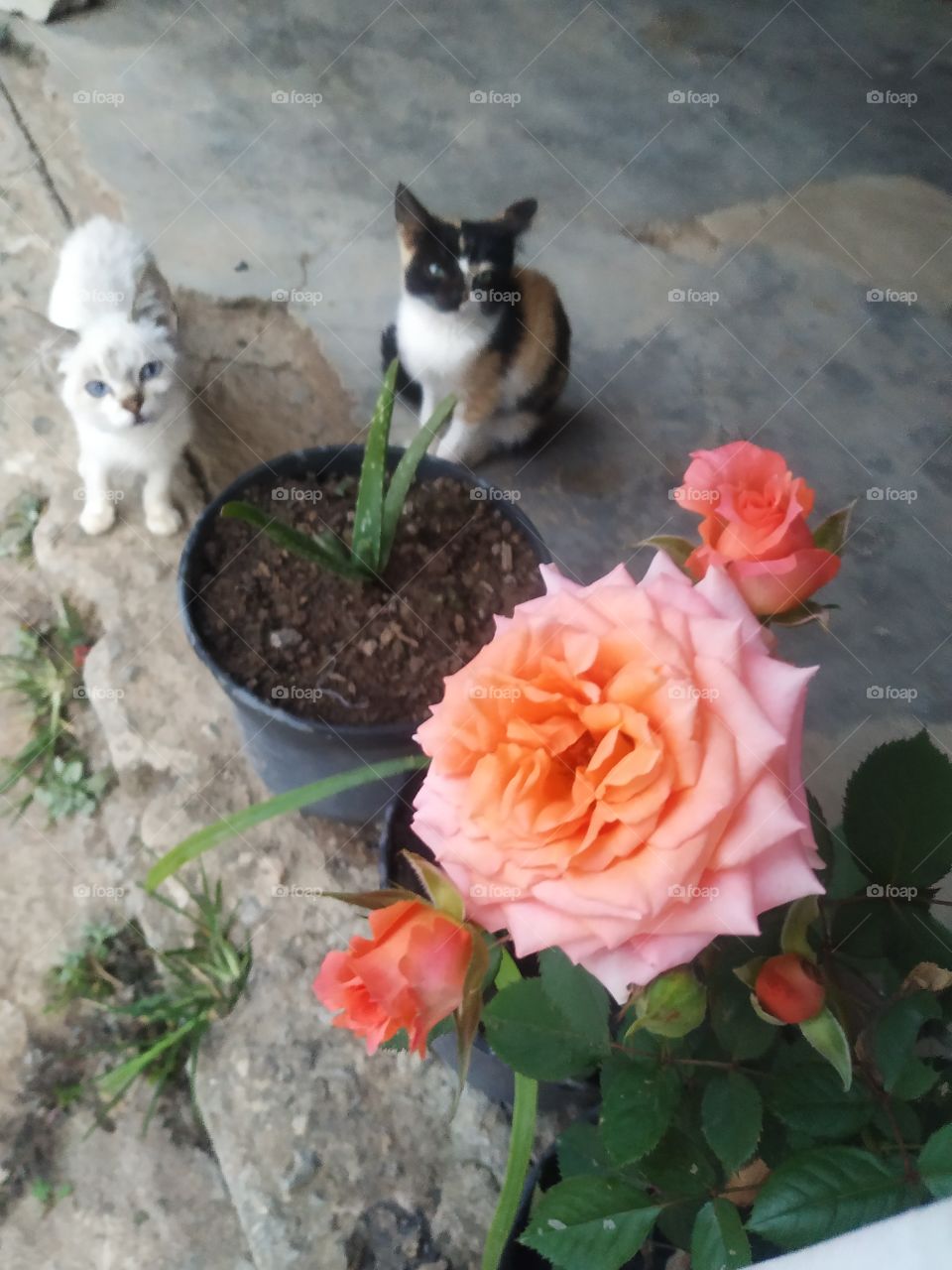 Gatos e Rosas