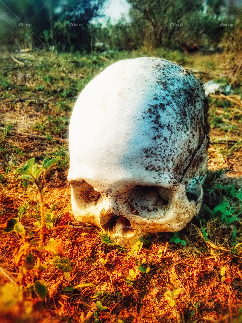 human skeleton picture